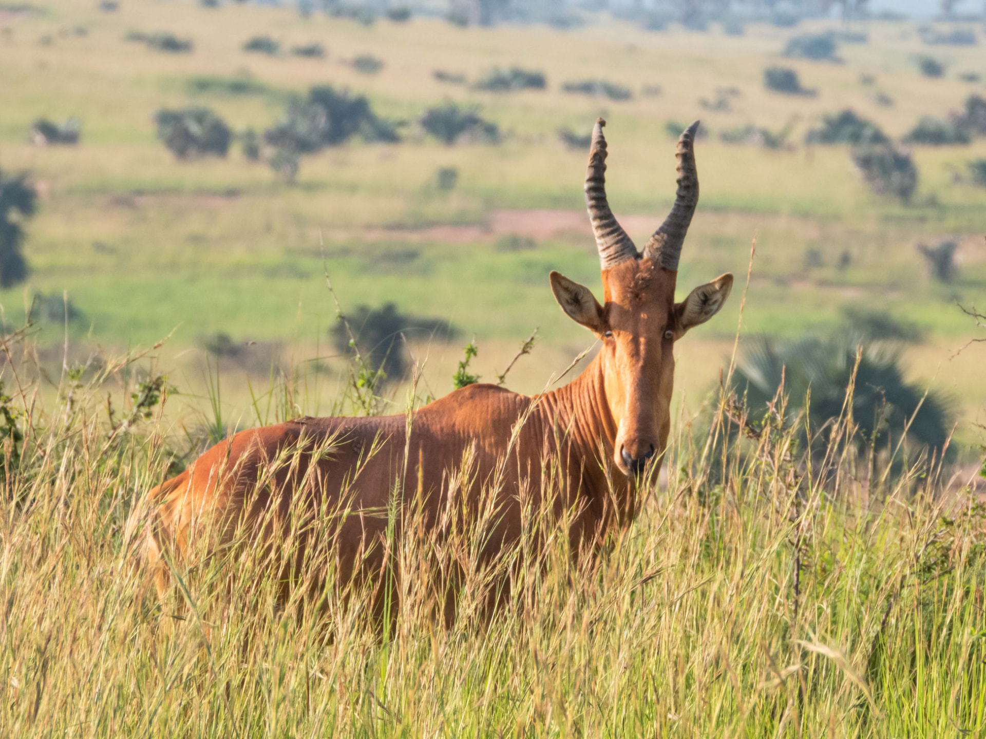 A Jackson's hartebeest watching from tall savannah grass in Murchison Falls