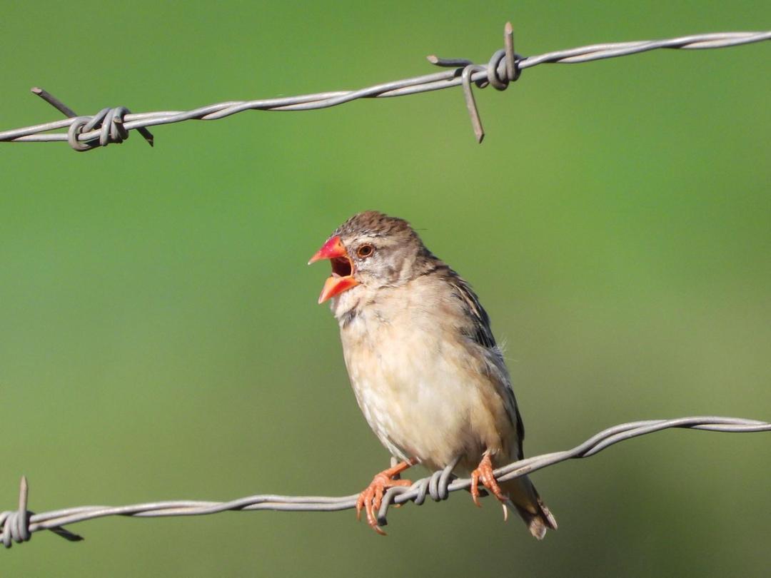 Small red-billed bird calling from a wire fence
