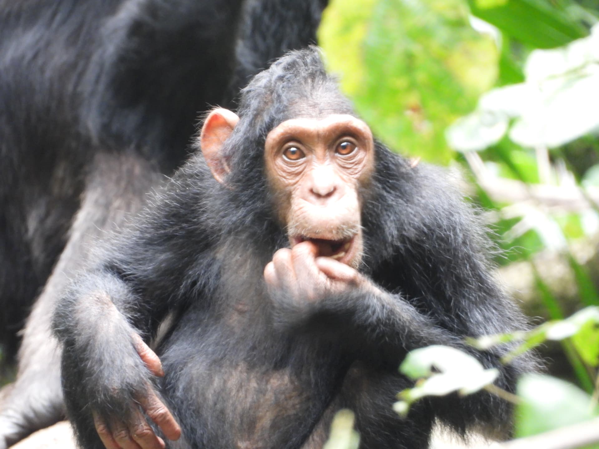A wild chimpanzee sitting on a mossy branch in Kibale Forest, Uganda