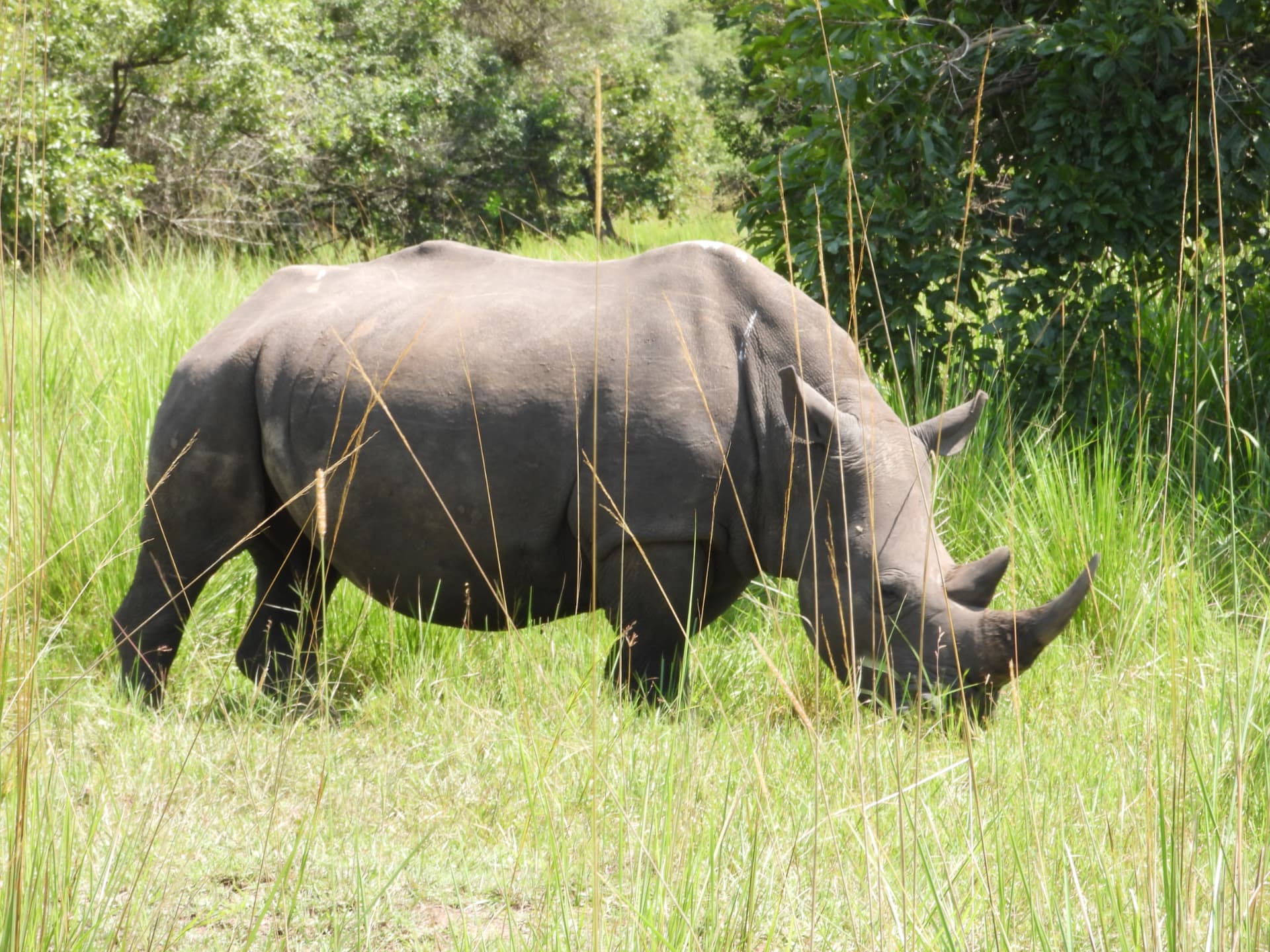 Rhino grazing in tall green grass