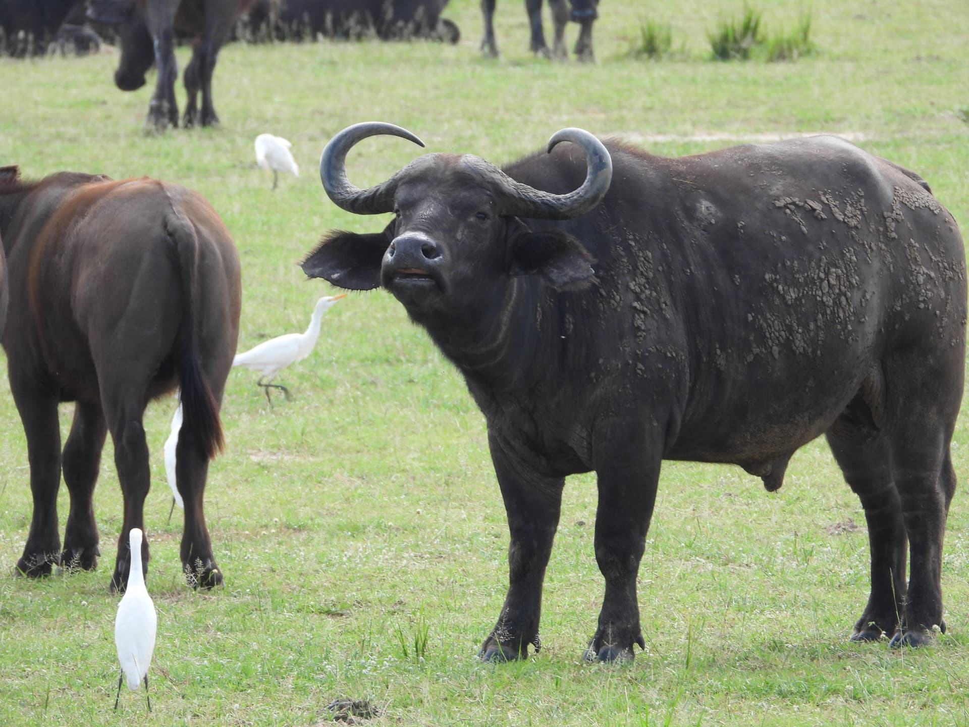 Buffalo standing in grassland with cattle egrets around it