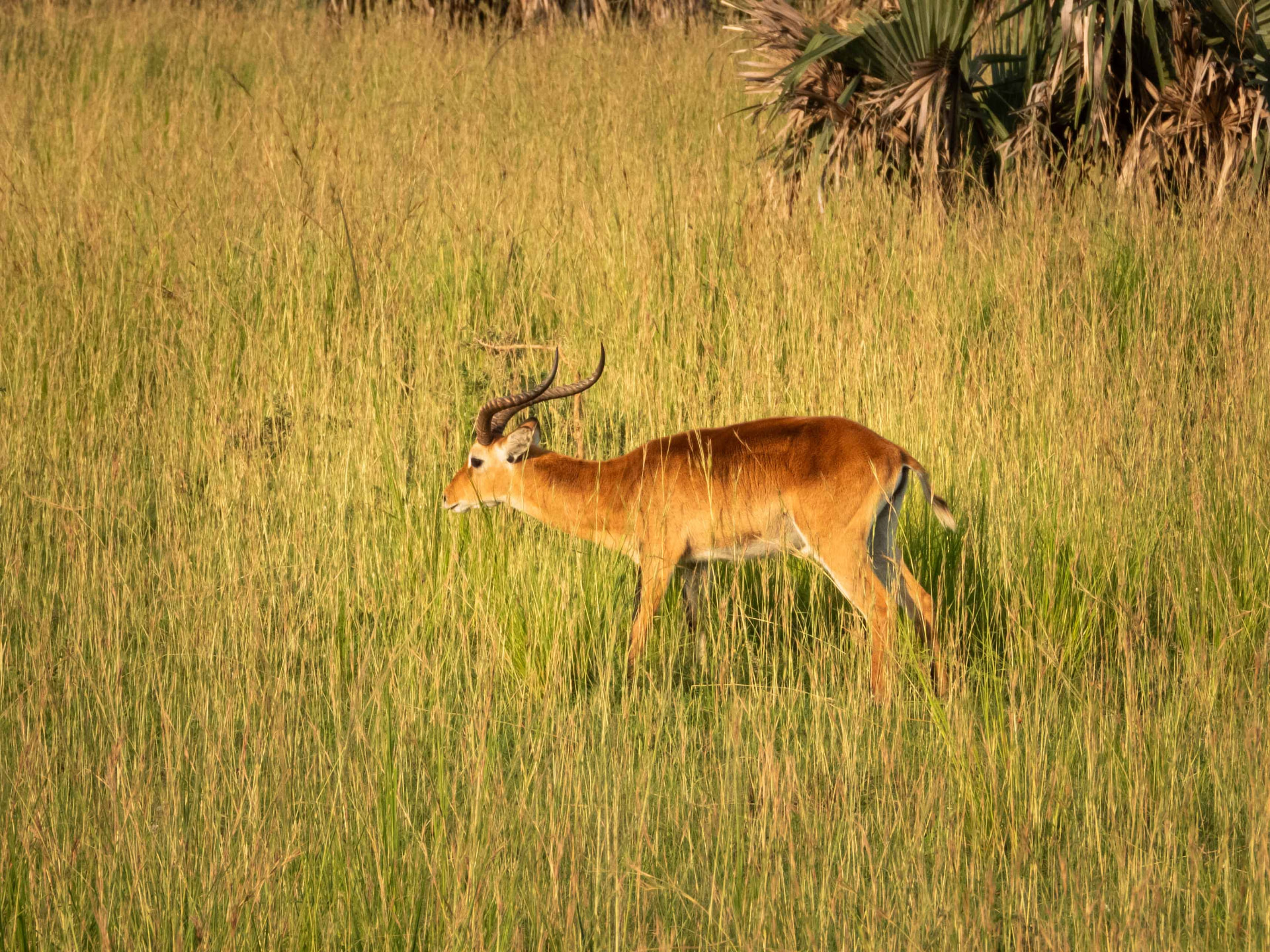 Impala standing in tall grass