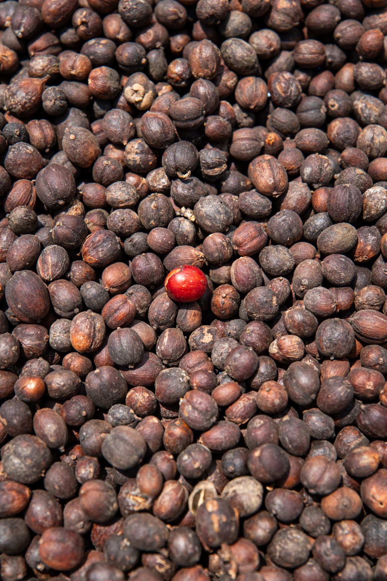 One red coffee cherry among dried coffee cherries
