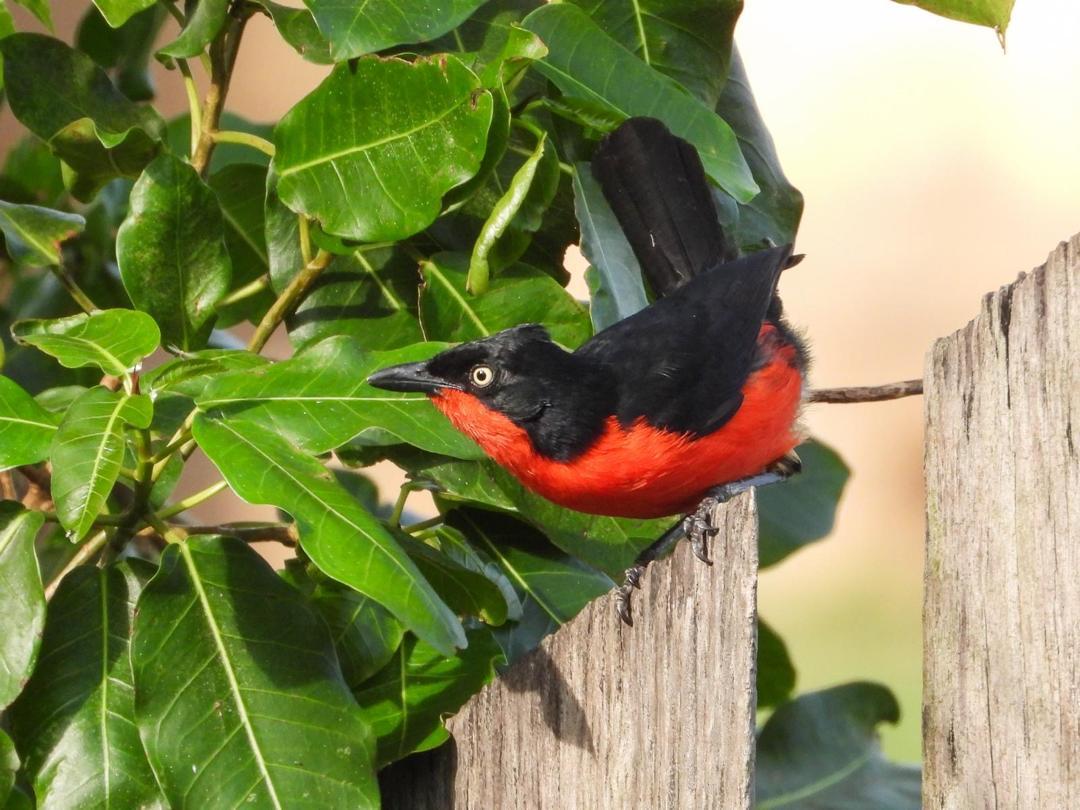 Gonolek with a bright red breast perched on a wooden fence post