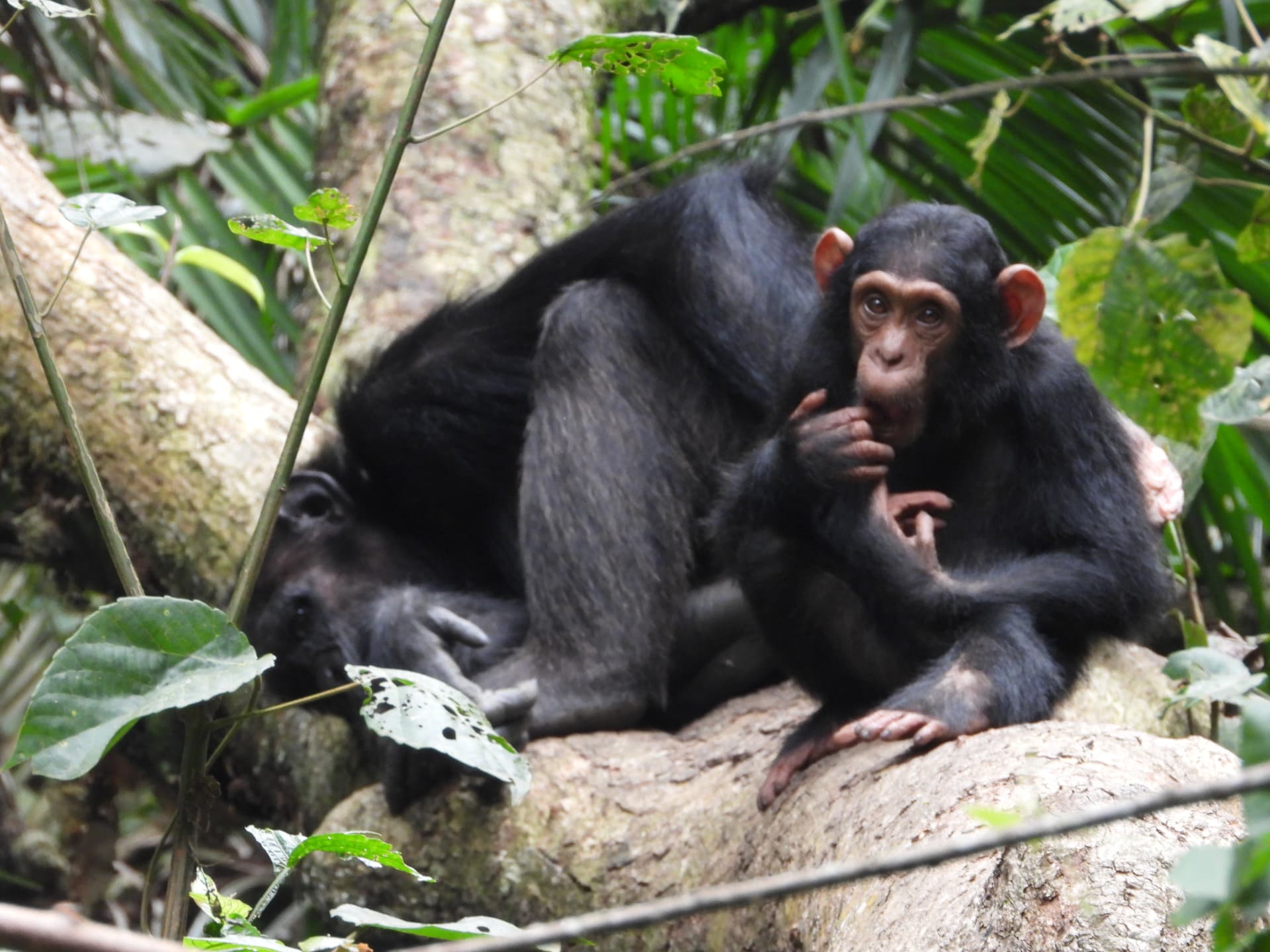 Young chimpanzee sitting beside a resting adult on a fallen tree