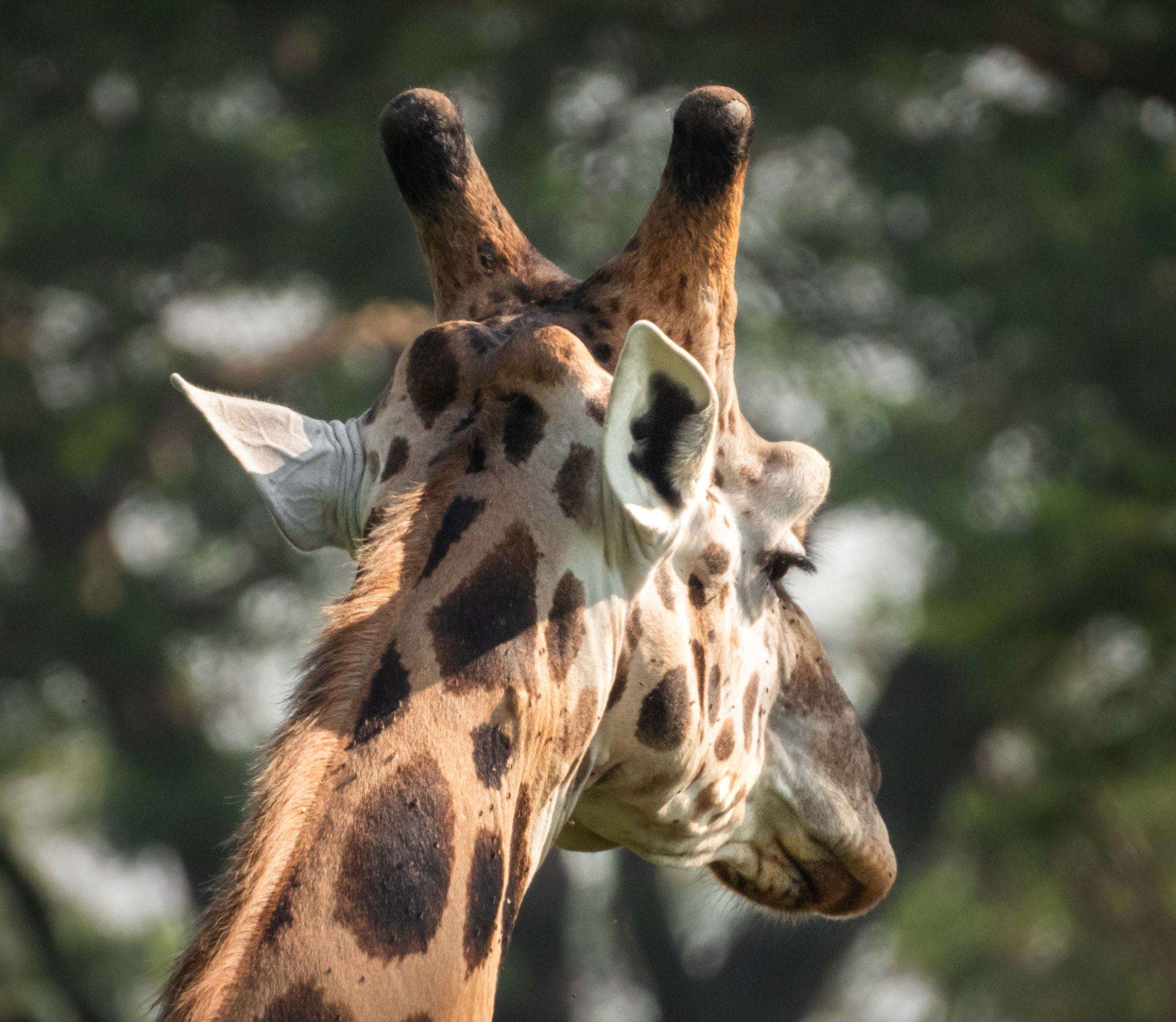 A Rothschild's giraffe seen from behind against green foliage