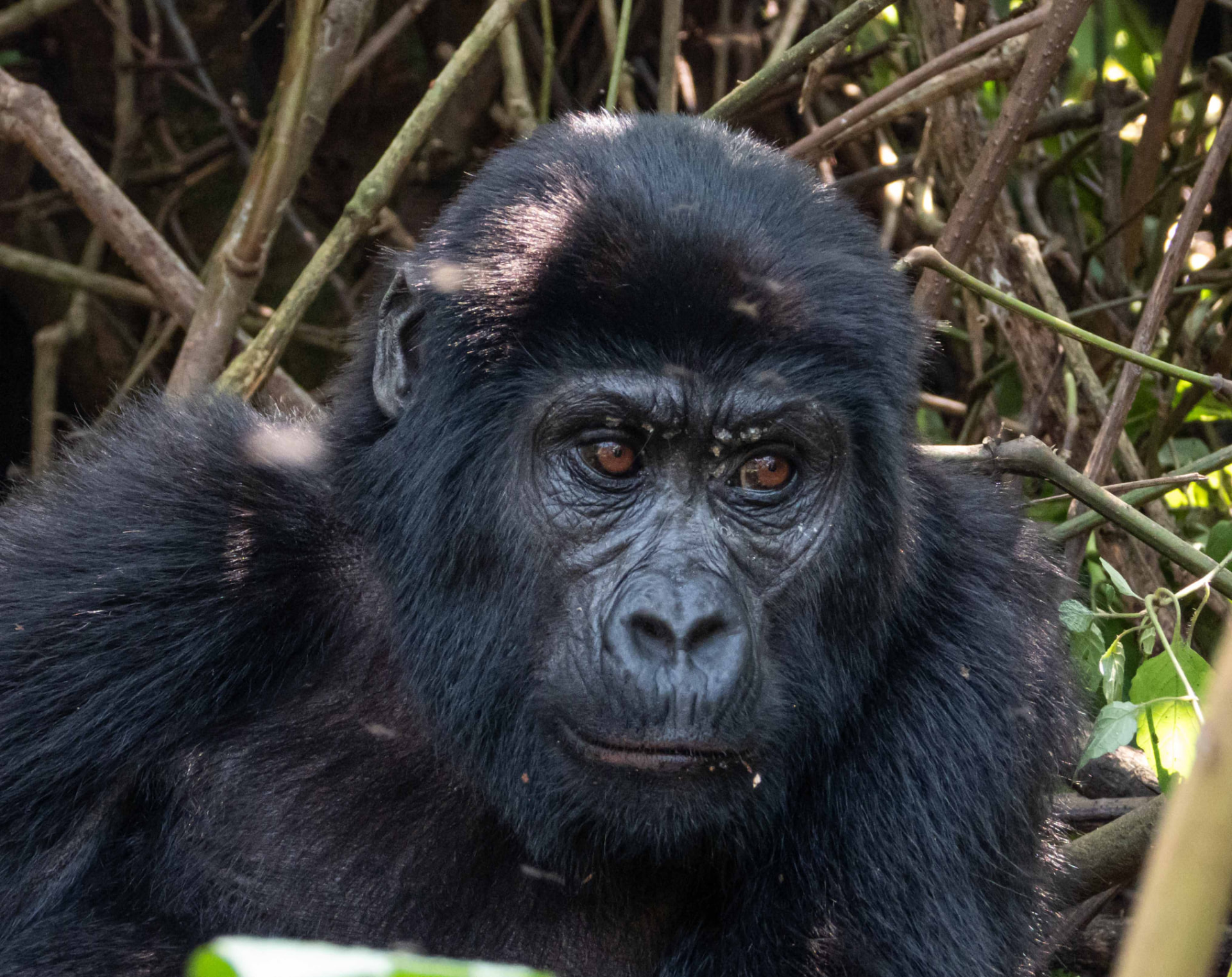 A mountain gorilla resting among forest foliage