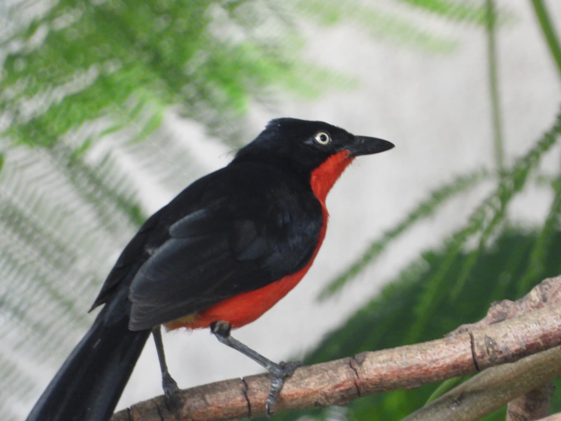 Black-headed gonolek with a bright red breast on a branch