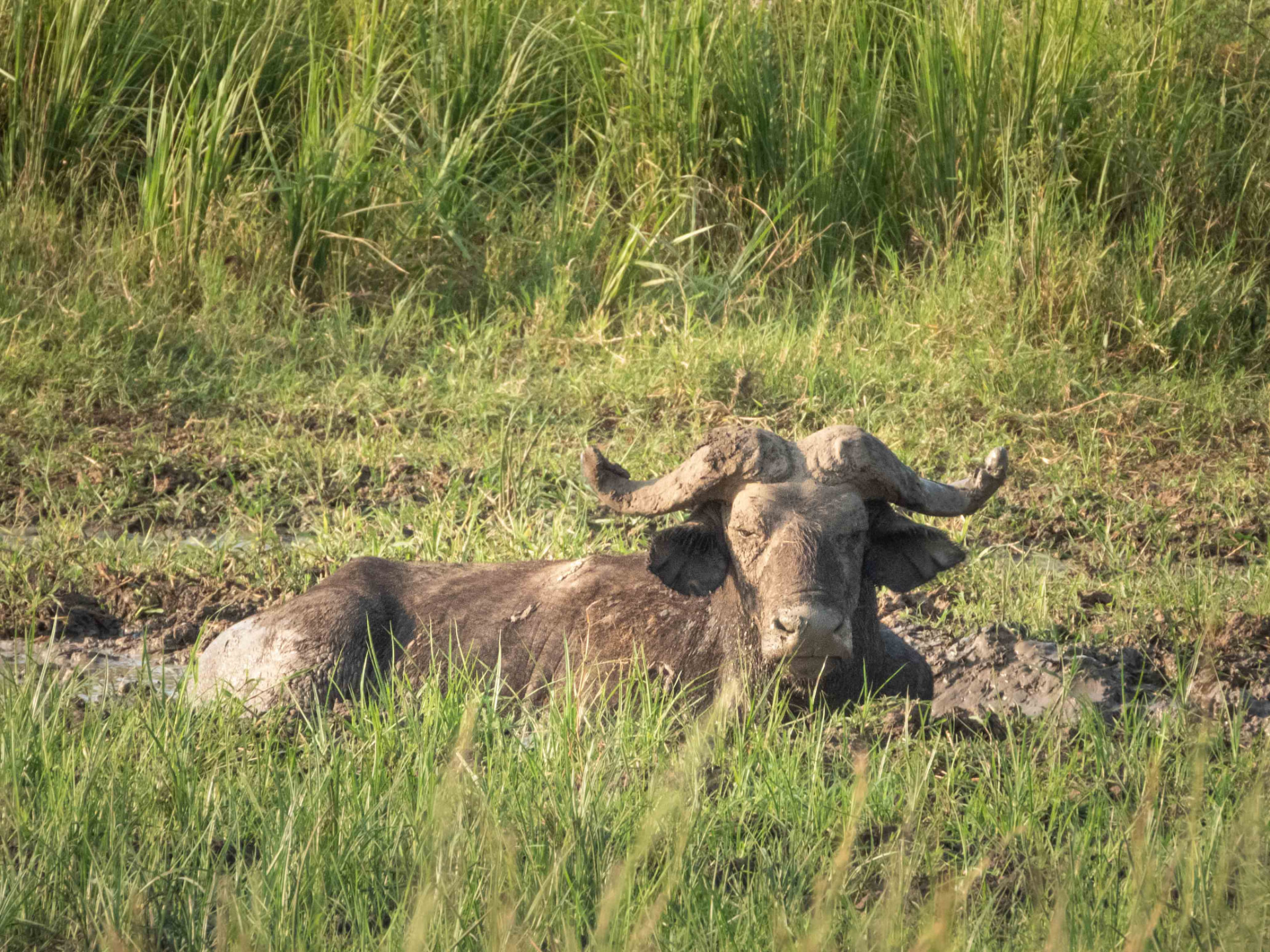 Buffalo lying in a mud wallow