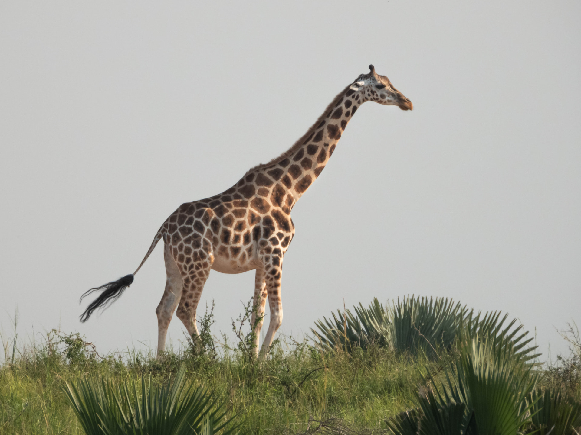 Giraffe standing in tall savannah grass