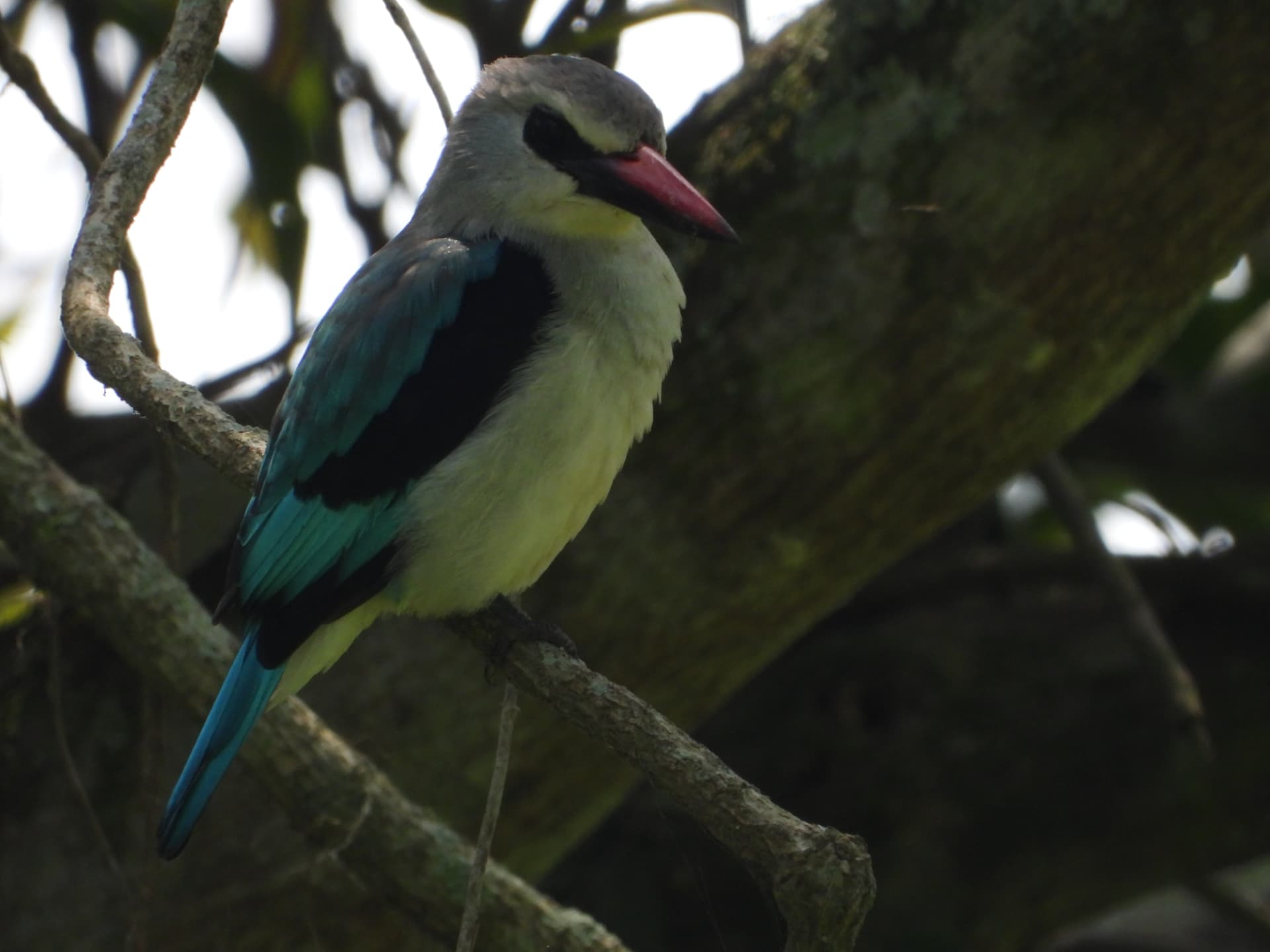 Woodland kingfisher perched on a branch