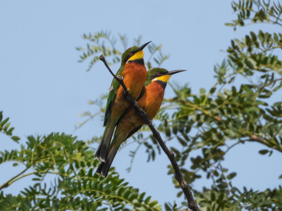 Two bee-eaters sitting together on a thin branch against a blue sky