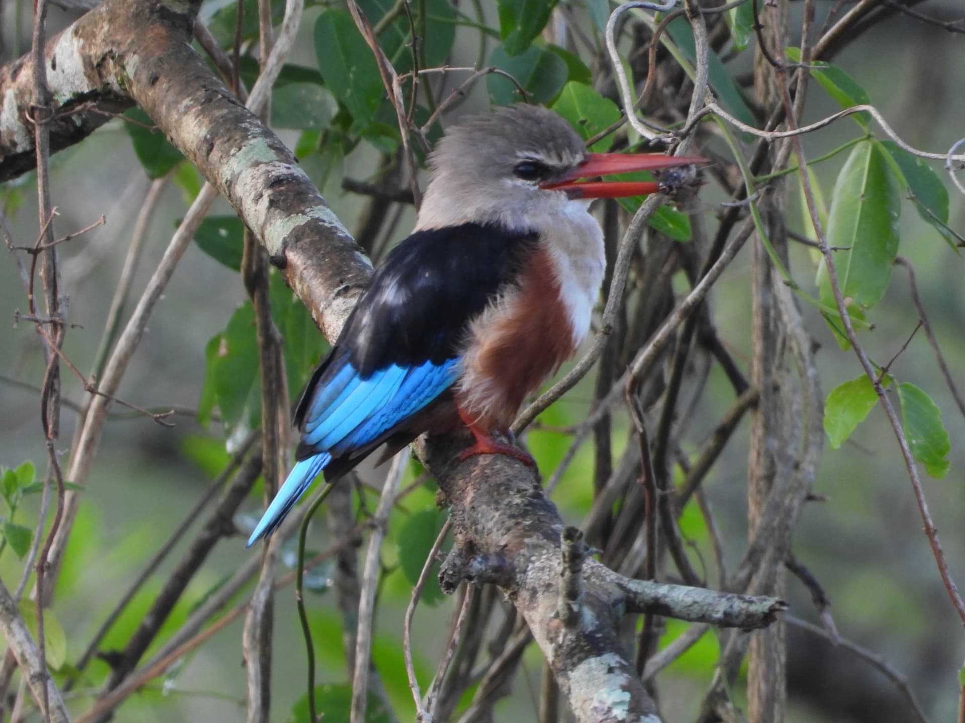 A grey-headed kingfisher with a bright red bill perched on a branch