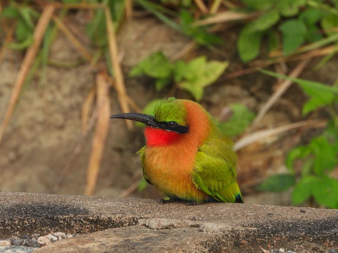 Red-throated bee-eater resting on a rock