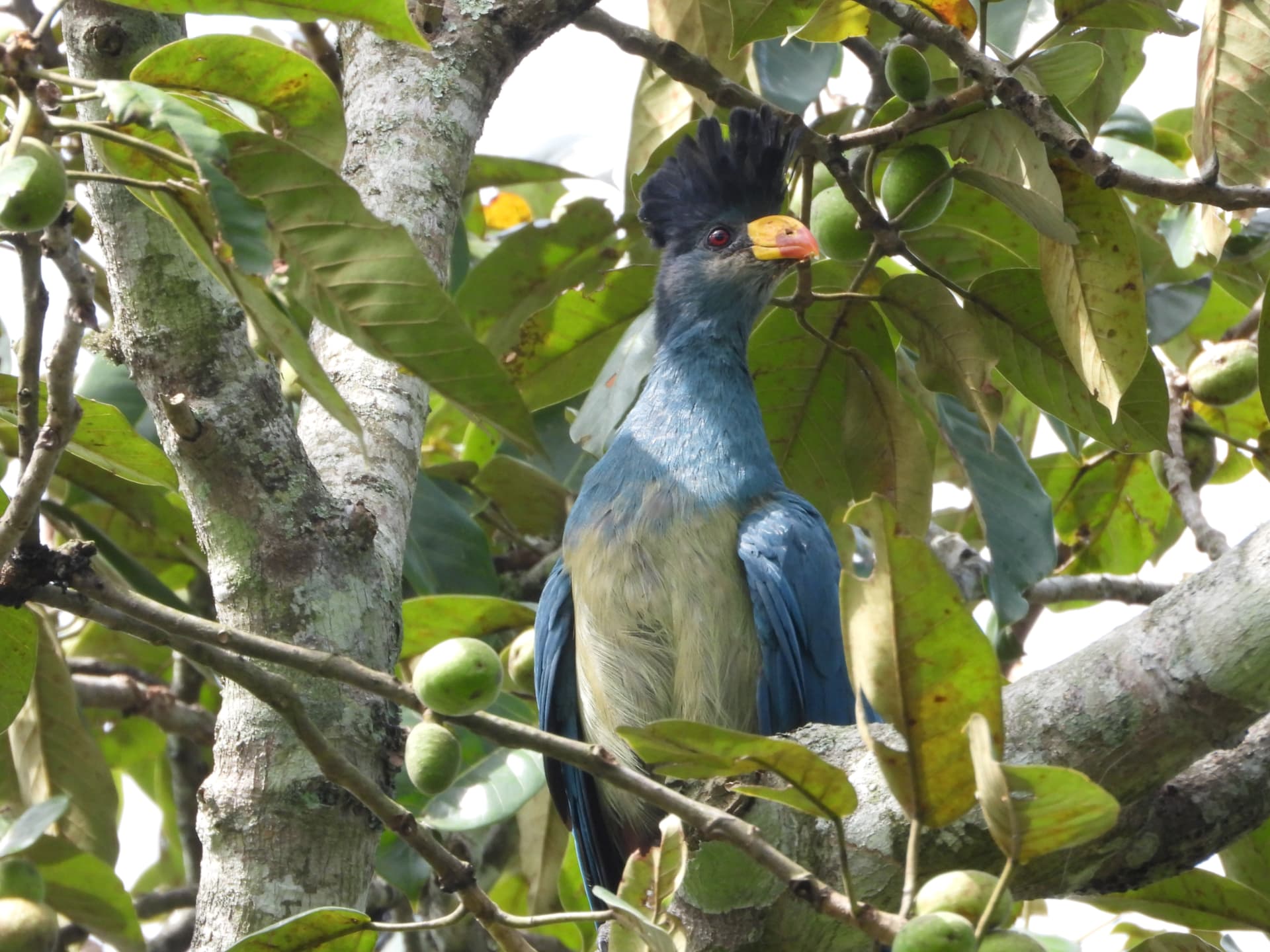 Great blue turaco perched among leaves and green fruit