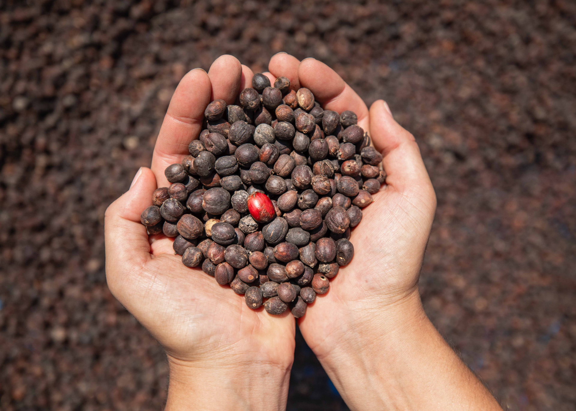 Cupped hands holding dried coffee cherries, one bright red cherry among them