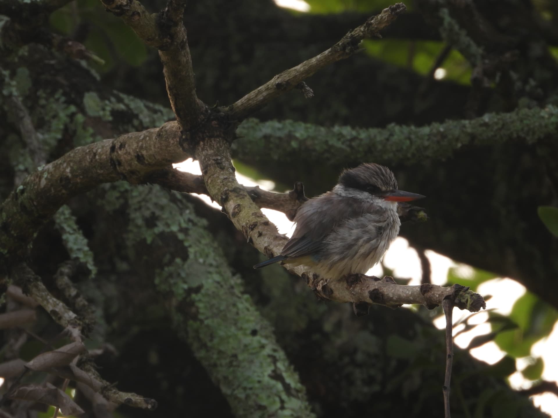Striped kingfisher perched on a lichen-covered branch