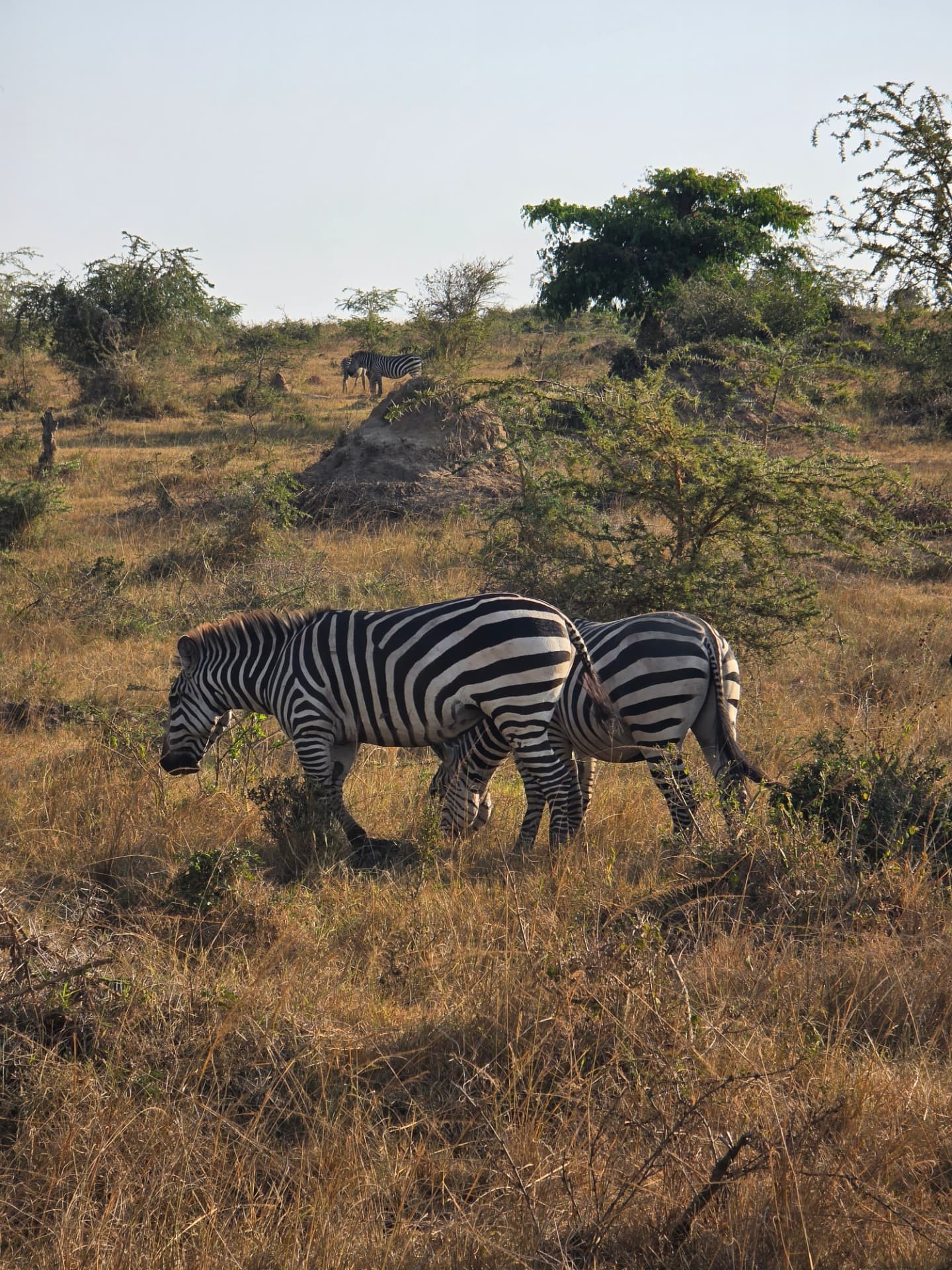 Zebras grazing in sunlit grassland among shrubs