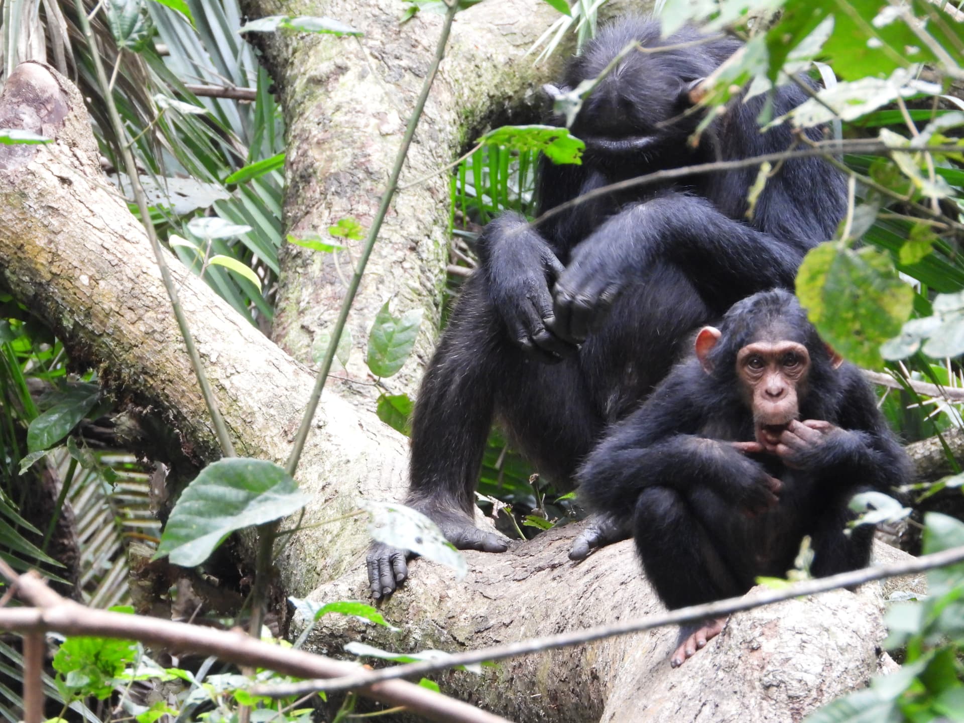 Adult and young chimpanzee resting on a forest branch