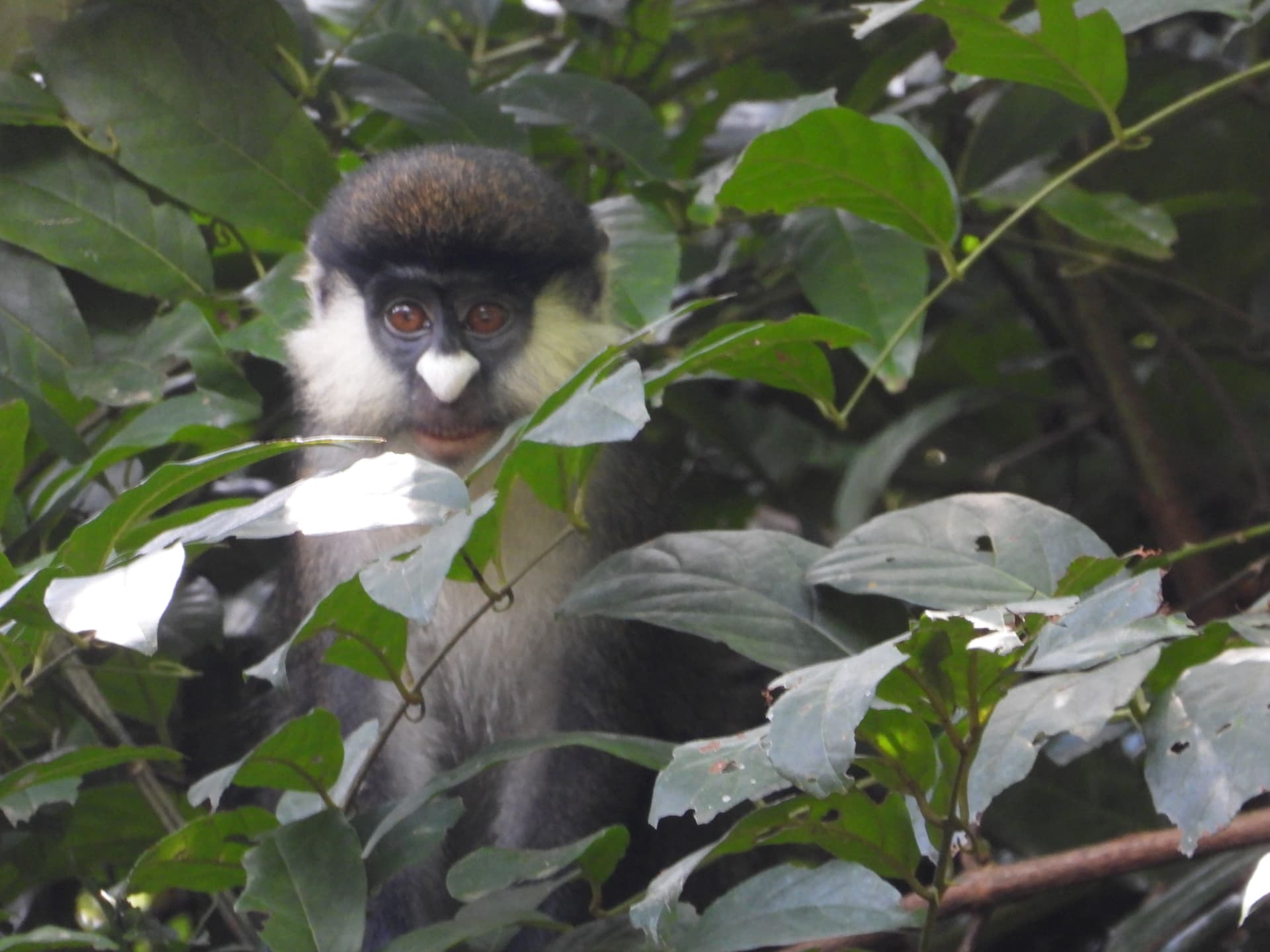Red-tailed monkey peering out from dense forest leaves