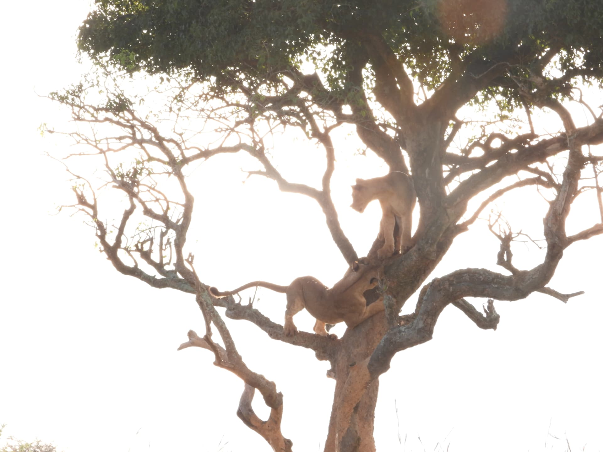 Two lions climbing a tree, backlit by the morning sun
