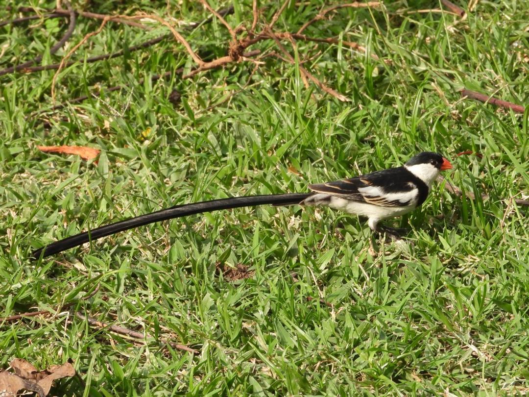 Pin-tailed whydah with its long black tail walking through grass
