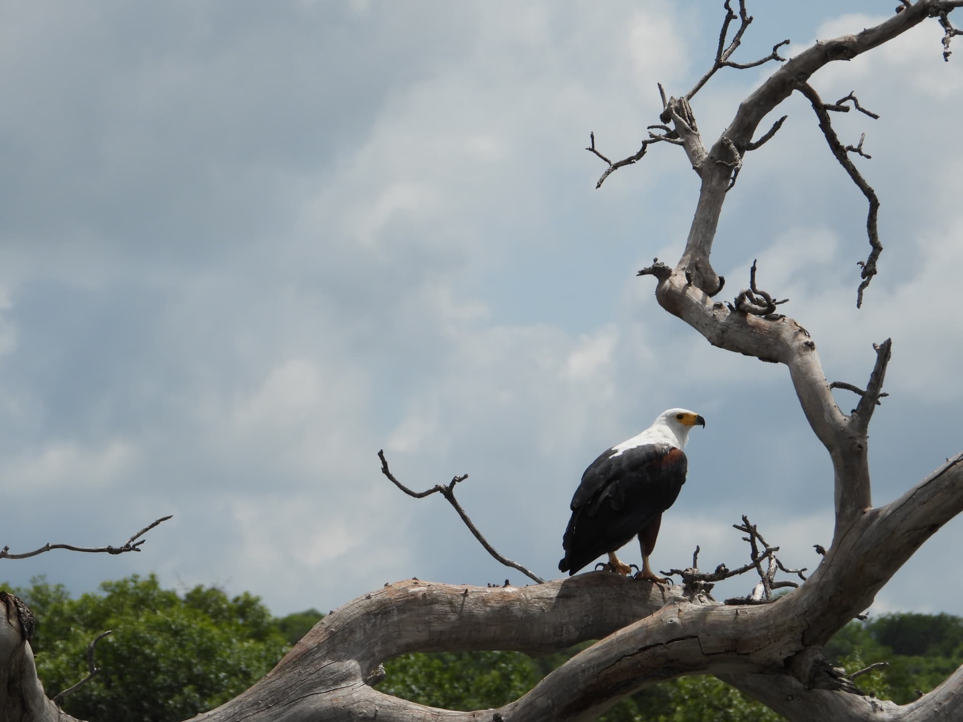 African fish eagle perched on a bare branch under a cloudy sky