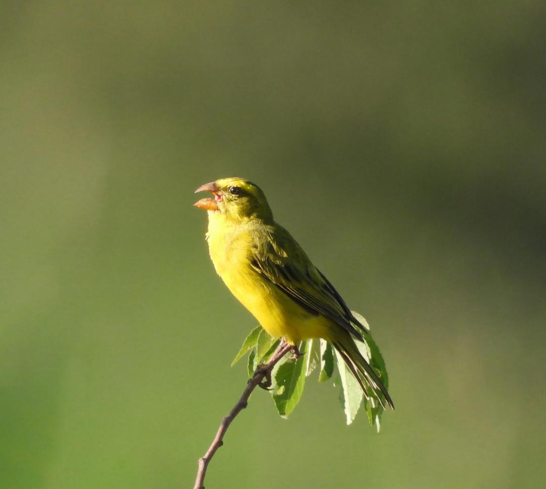 Yellow canary singing from a leafy twig