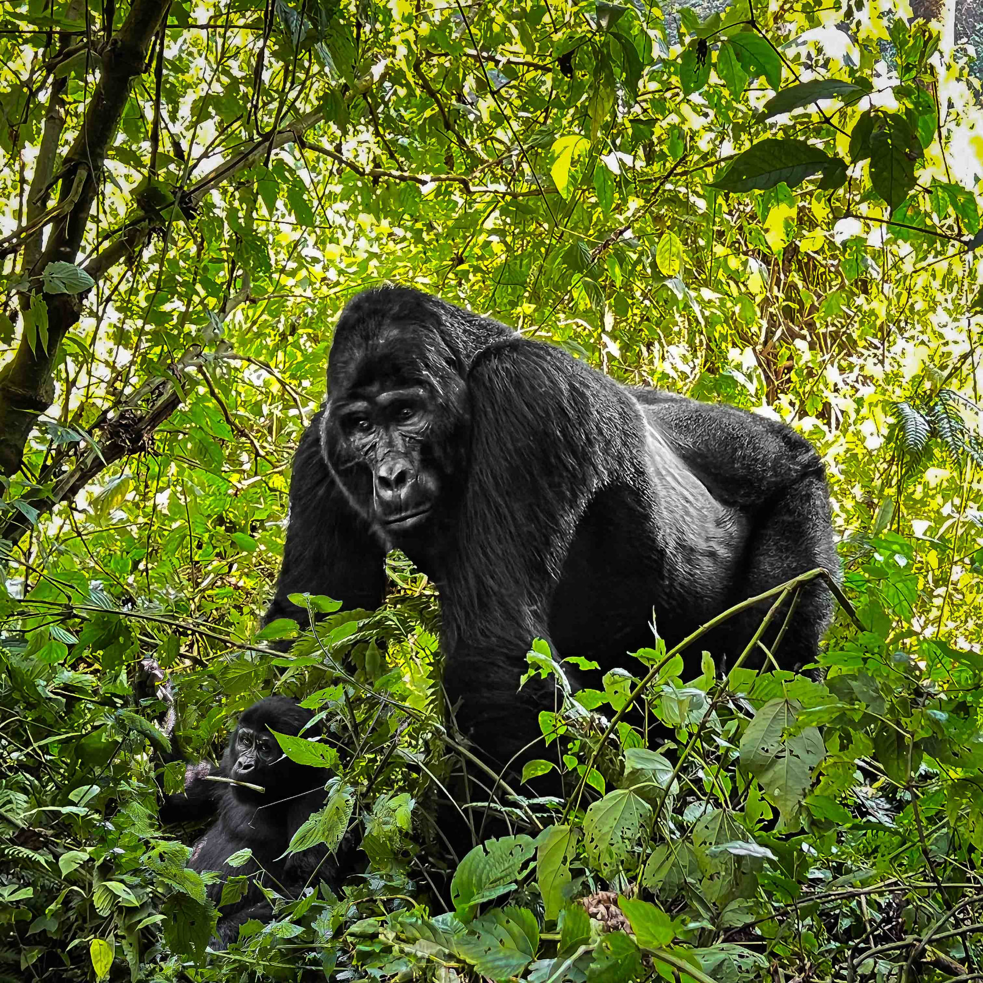 Gorilla with a young one in dense green forest