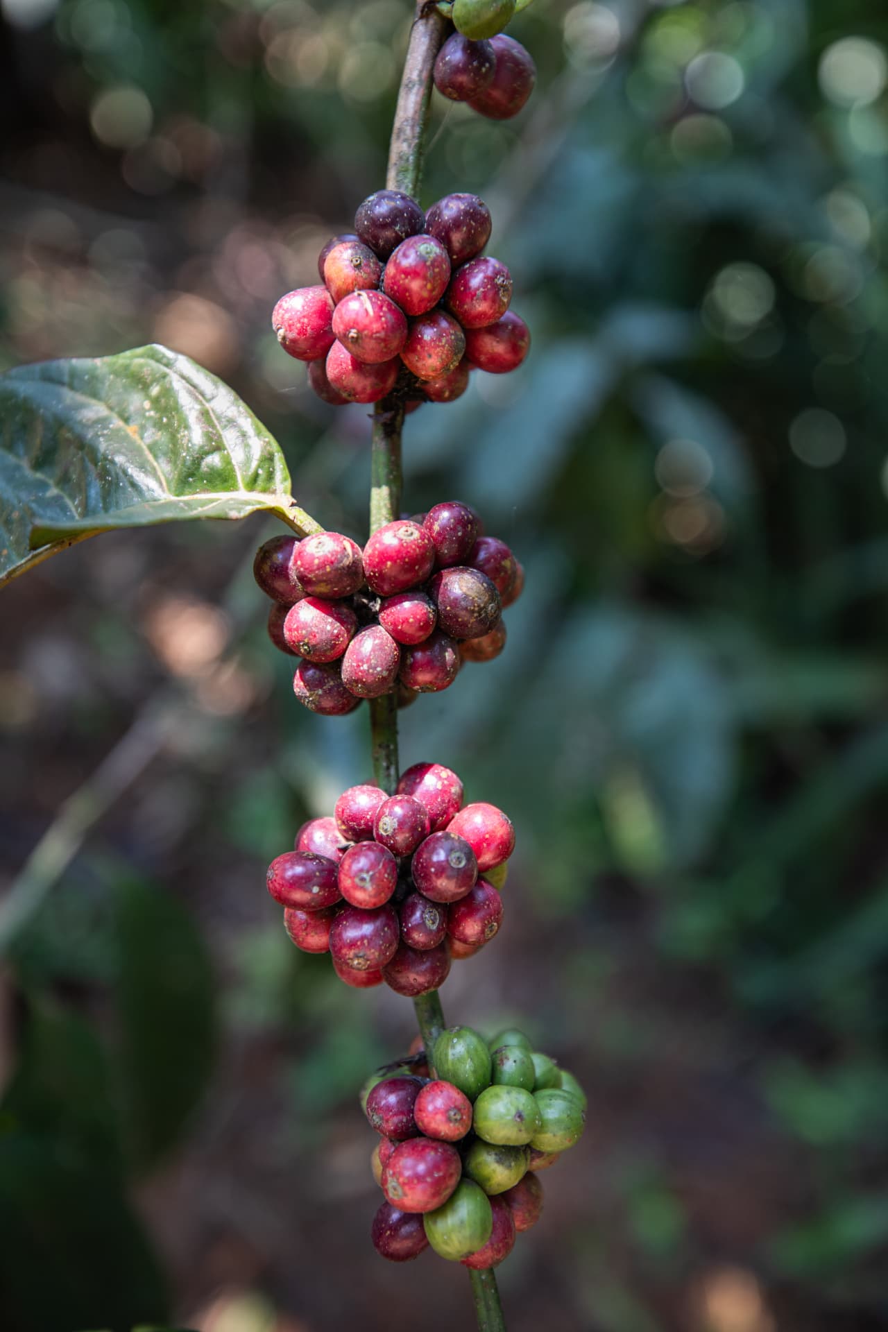 Ripening coffee cherries, red and green, along a coffee branch