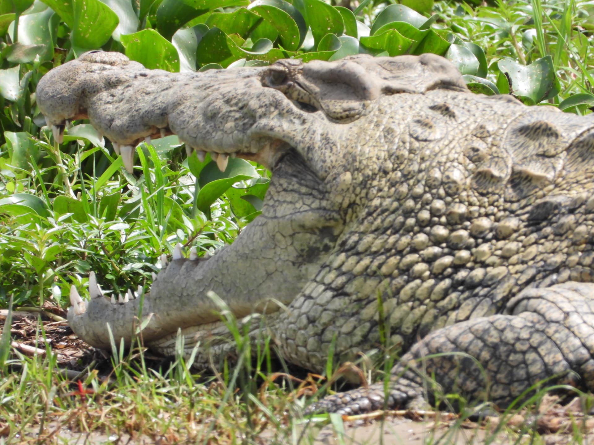 Nile crocodile resting open-mouthed on a grassy bank