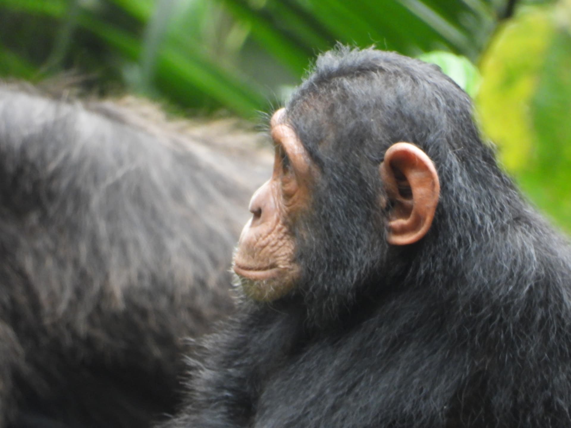 Young chimpanzee in profile against green foliage