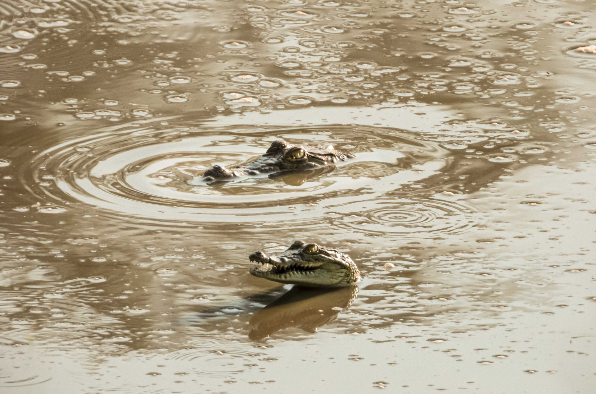 Two crocodiles surfacing in the water