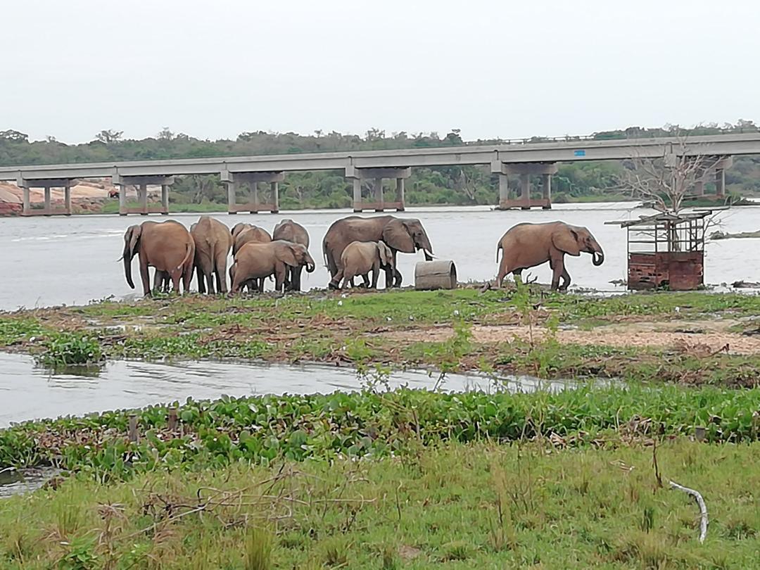 Elephant family walking along the riverbank, a bridge in the distance