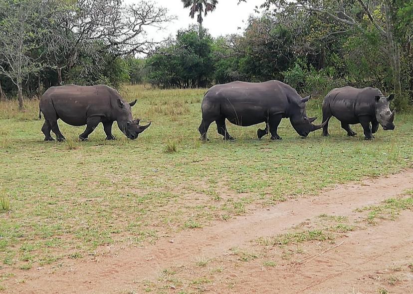 A southern white rhino grazing in green grassland at Ziwa, Uganda